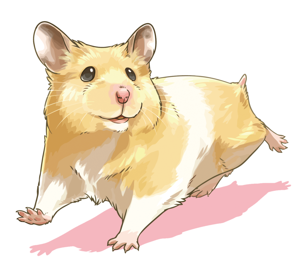 Hamsters: Guia completo sobre as raças e cores mais comuns