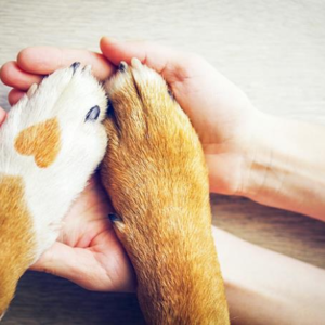 Protegendo as patinhas do seu cão contra queimaduras