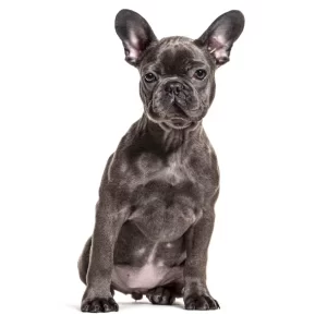 🐶Bulldog Francês: o pequeno companheiro🐾