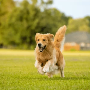 🐕🦺 Golden Retriever, um Cachorro de Ouro 🐾