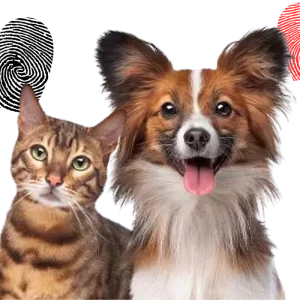 Quem é mais feliz, dono de cão ou de gato? A ciência responde