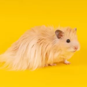 Como é ter um Hamster Sírio?
