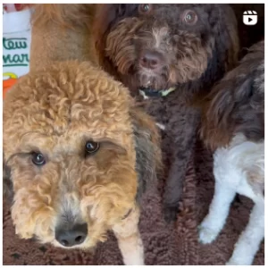 🐩Fofurice: Cãezinhos educados, aguardam chamada para comer!🐾