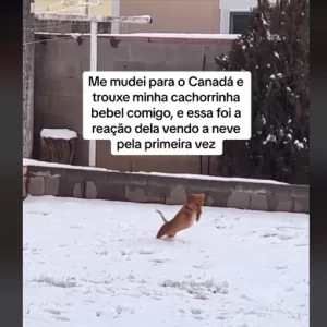 Veja a reação desse pet ao encontrar neve pela primeira vez