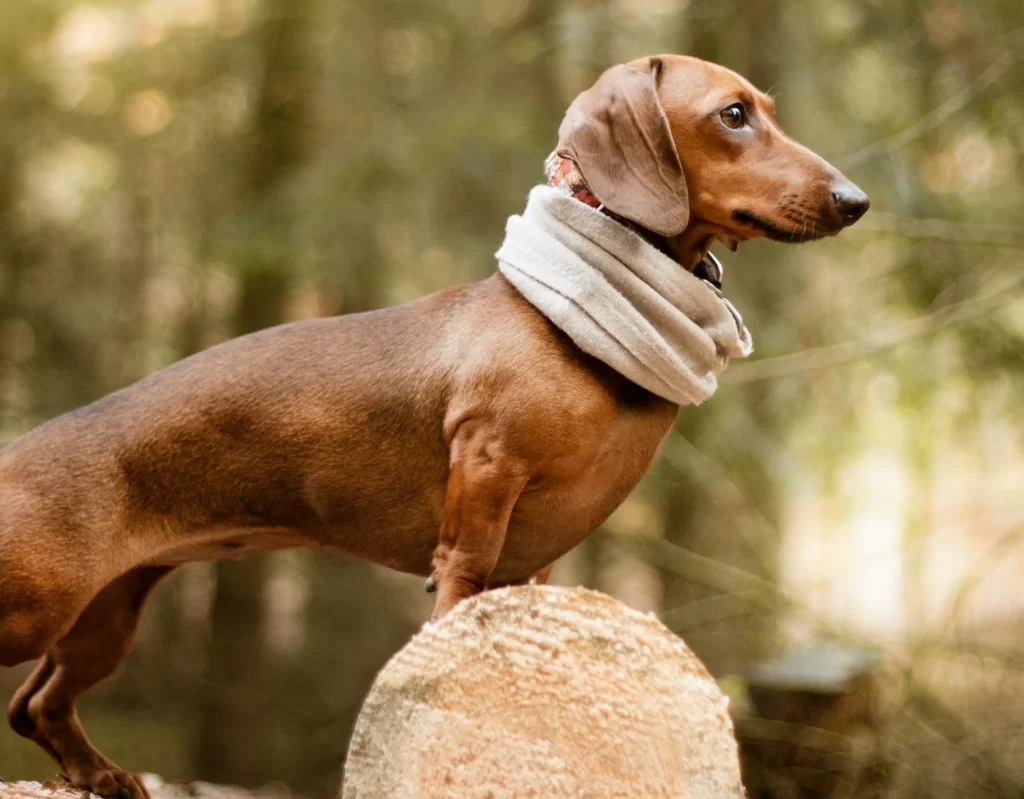 Dachshund, o famoso salsichina