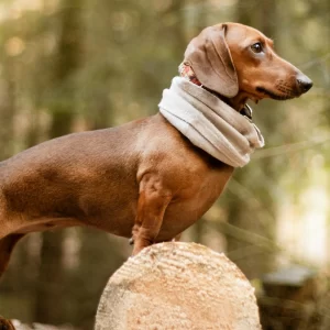 Dachshund, o famoso salsichina