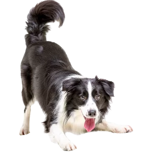 BORDER COLLIE 🐶 (Origem da raça, Características, Personalidade e  Cuidados) 