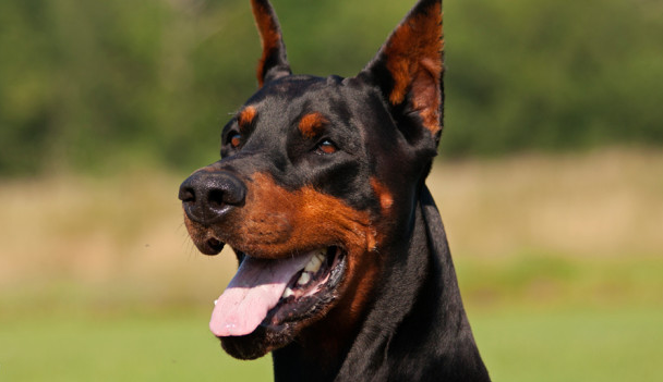 Dobermann: Pet, Cão de Guarda ou ator de filme?