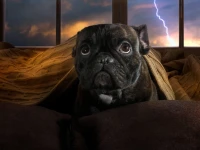 PUG janela