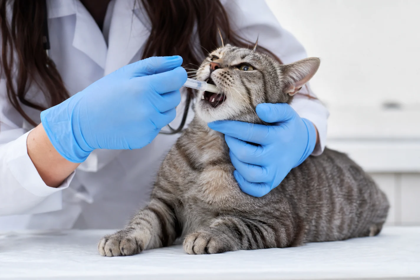 Quando o gato precisa vermifugar 