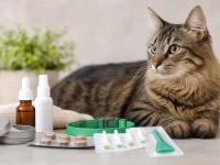 Antipulgas para Gatos: Como Escolher a Melhor Opção para o Felino