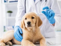 Vermífugo para Cachorro: Tudo o Que Você Precisa Saber sobre o Uso