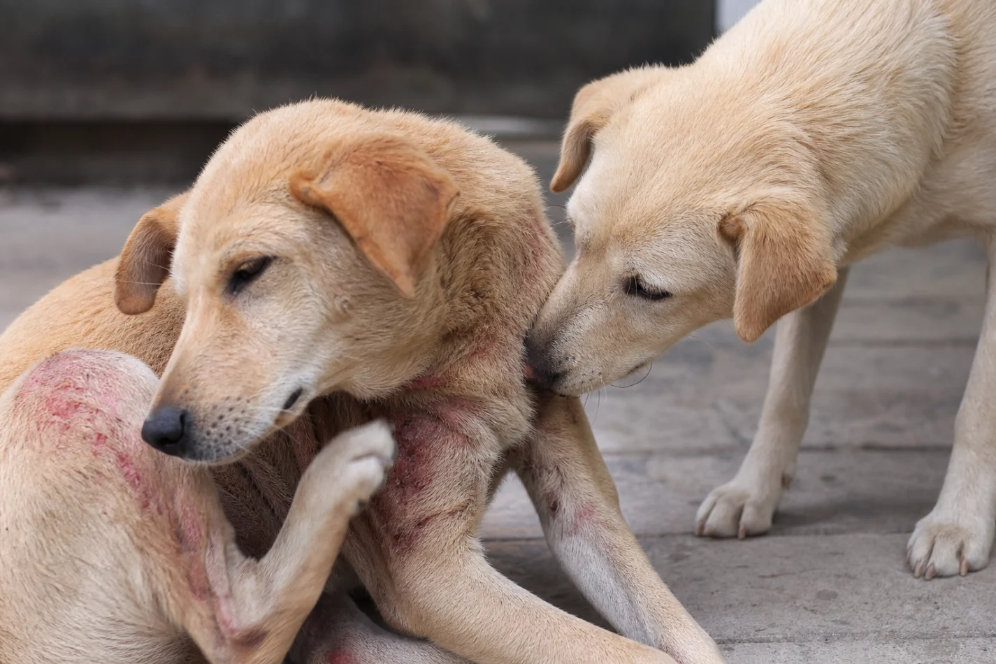 Como a sarna em cachorro pega 
